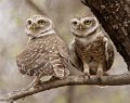 252 - spotted owls - DEVINE BOB - great britain